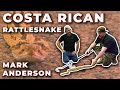 Costa rican rattlesnake francis with mark anderson