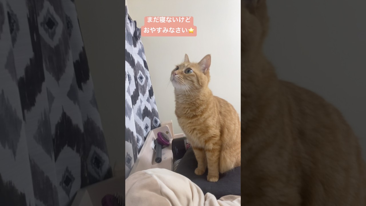 #shorts #猫shorts #catshorts #fyp #おすすめ #猫 #子猫 #cat #catlover #癒し #かわいい #猫のいる暮らし #猫好きさんと繋がりたい #癒しの猫時間