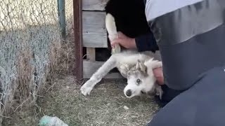 Брошенный В Палатке Без Воды Под Жарким Солнцем, Его Глаза Залились Слезами, Когда Он Увидел Меня...