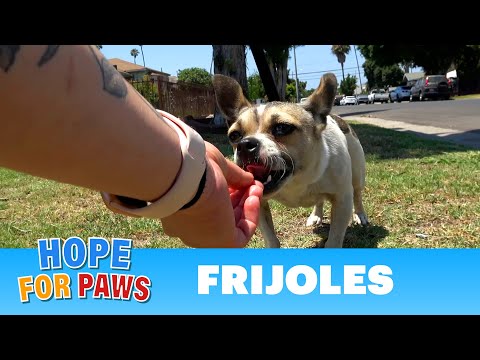 Video: Menyelamatkan Donasi Makanan Bank Membawa Kehidupan Baru Ke Chihuahuas yang Terabaikan