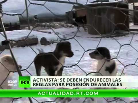 Video: Canadá Investiga La Matanza De Perros De Trineo (ACTUALIZACIÓN)
