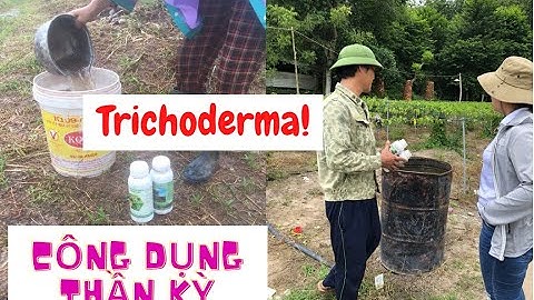 Công dụng của Nấm Đối Kháng Trichoderma đối với cây trồng | CPSH HLC