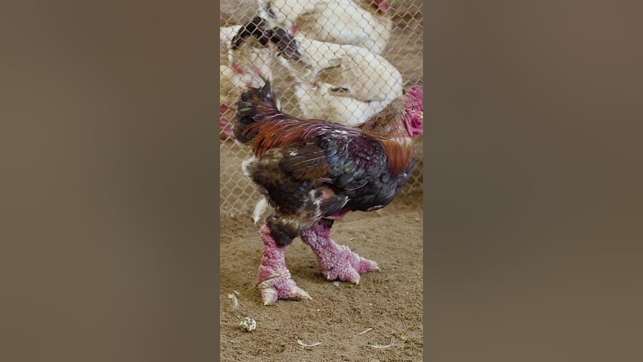 Here's why Đông Tảo chickens are so expensive. ĐôngTảochicken 