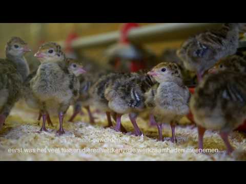 Video: Enkele Geheimen Van Het Kweken Van Kalkoenen In Zomerhuisjes En In Tuinieren
