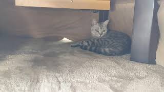 The Cat Gets Round With A Kotatsu