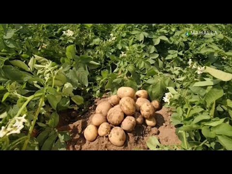 Video: Somonga kartoshka ekish haqida ma'lumot