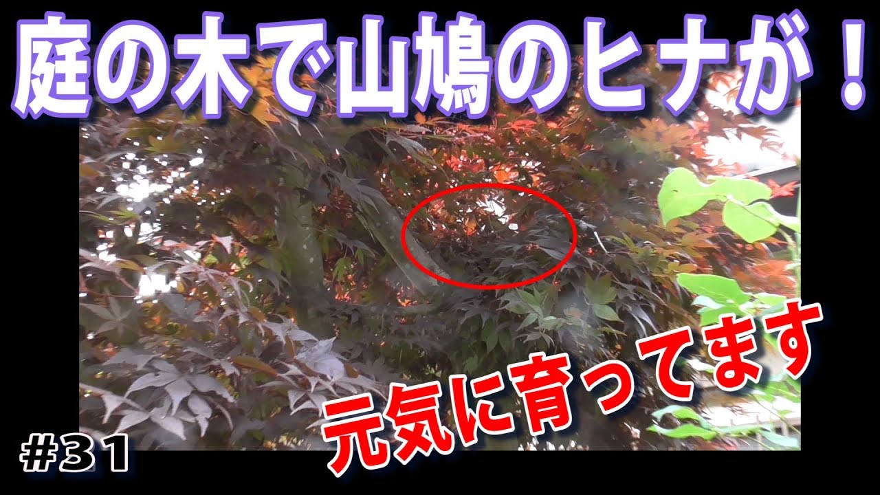 薬でphは下がる テトラph Khマイナスの実力をチェックしました 水草水槽 熱帯魚 62 Youtube