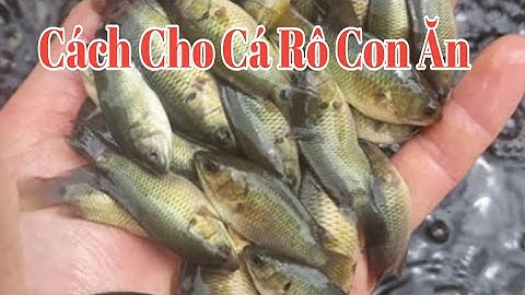 Cá Rô Mới Thả Và Cách Cho Ăn Hợp Lý Dành Cho Người Mới Tập Nuôi Lần Đầu #2