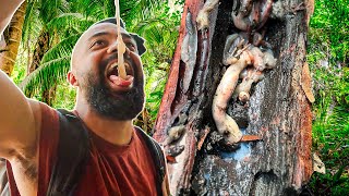 Eating Philippines Scariest Food: WoodWorms! (Tamilok)