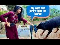 fight between my wife and Rottweiler||showing guard command|best family and guard dog.