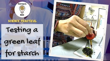SAFE ALTERNATIVE! How to conduct experiment to test a leaf for starch - Lab Practical [PHYSICS ROX]