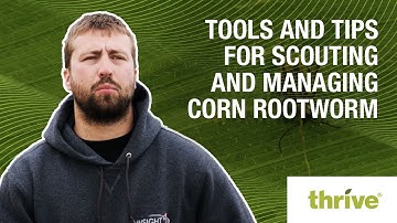 Tools and Tips for Scouting for and Managing Corn Rootworm