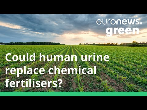 Human urine could be an effective and less polluting crop fertiliser