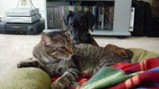 Doberman And Cat Cuddle