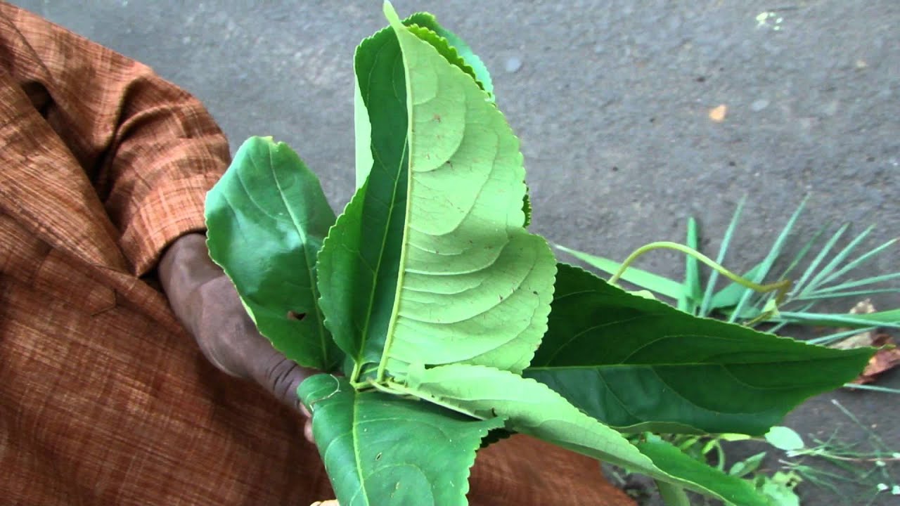 Tertiary Ingredients of Carthamus oxyacantha Formulations: Pankaj Oudhia's Medicinal Plant Database