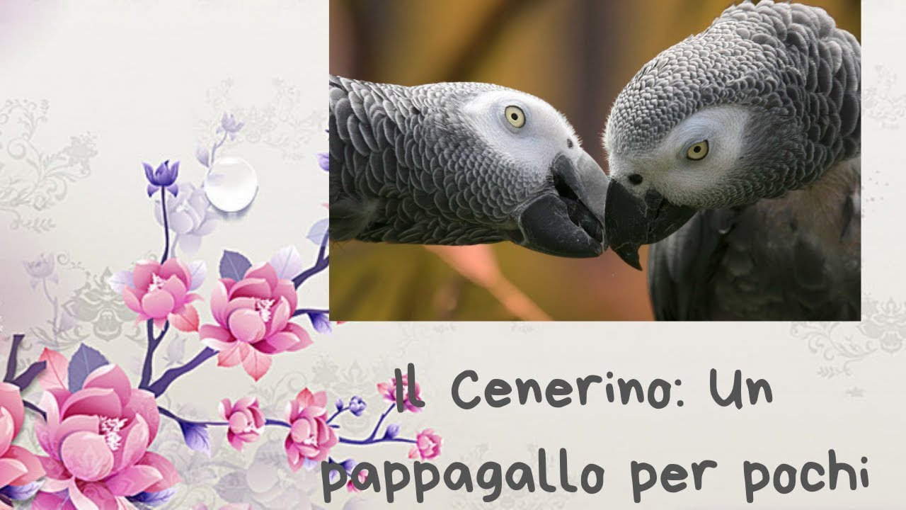 Il Cenerino Un Pappagallo Per Pochi YouTube