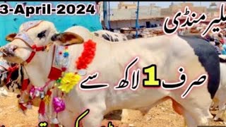 Malir Cow Mandi PRICE UPDATES | Bargaining for SODA | Cattle Market Karachi | Bakra Eid 2024