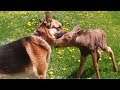 Abandoned Baby Moose In Need Of Help Meets An Unlikely Hero In The Nick Of Time