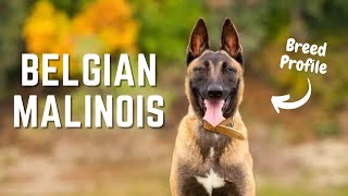 Belgian Malinois: The Perfect Partner for Those Who Love Adventure | Dog Breed Profile | Pet Insider by Pet Insider 3,323 views 1 year ago 4 minutes, 16 seconds