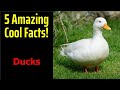 5 Fascinating Facts About Ducks