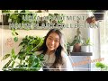 HOUSEPLANT COLLECTION 2020 | UCLA apartment houseplant tour!