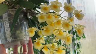 Dendrobium lindleyi. Содержание и уход.