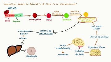 Jaundice (bilirubin metabolism)