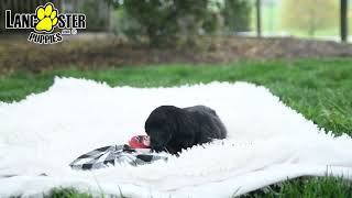 Cuddly Miniature Dachshund Puppy by Lancaster Puppies 21 views 2 days ago 1 minute, 1 second