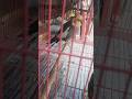 bolne wala tota#parrot #bolne wala totha