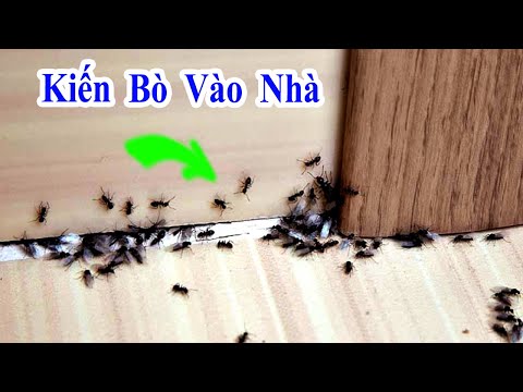 Video: 3 cách để giết kiến đen