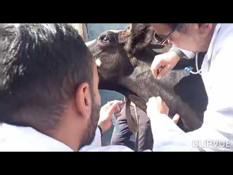 تدريب ميداني علي الحقن الوريدي في الأبقار لطلاب طب بيطري جامعة دمنهور