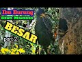 Induk burung Jalak Membawa makan Besar Yaitu Kadal untuk Anaknya berada dalam LUBANG POHON#part2