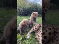 Five new born cubs calling their mom cheetah cubs wildlife