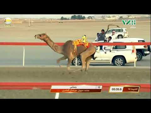 الشوط 18 جساس لـ محمد سهيل العامري جائزة زايد الكبرى الأربعاء 2018 12 5 الوثبة حقايق