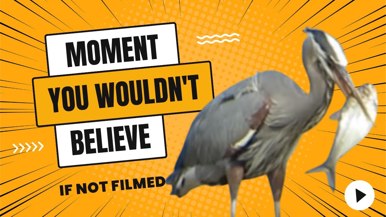 Great Blue Heron eats huge fish - YouTube