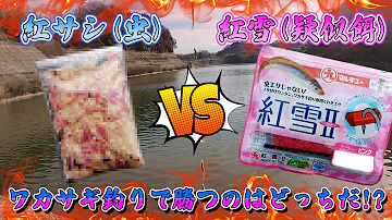 ワカサギ釣り 紅サシ 虫 Vs 紅雪 疑似餌 多く釣れるのはどっち Mp3
