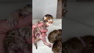 F6 Savannah kittens!🔥🐆 #kittens #cats by Lavish Savannah’s 143 views 11 months ago 1 minute, 26 seconds