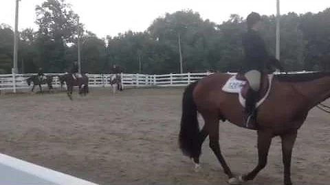 Brewster show horses