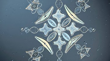 Arranged Diatoms in a Star Pattern - 3D Rendering