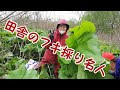 #64【田舎暮らしの80代ばあちゃん】フキの収穫①