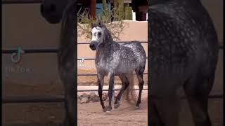 شاهد 😱اجمل حصان لون الزرق Watch the most beautiful blue horse