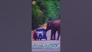 Angry Elephant Attack road 😭😭 elephant vs human#elephant #wild Animals #shorts