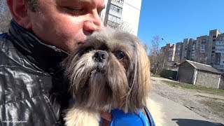 Видео Стрижка Риччи в Новом Салоне "СИМПАТЯЖКА" г.Хмельницкий (автор: vzaga li)