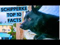 Schipperke - TOP 10 Interesting Facts の動画、YouTube動画。
