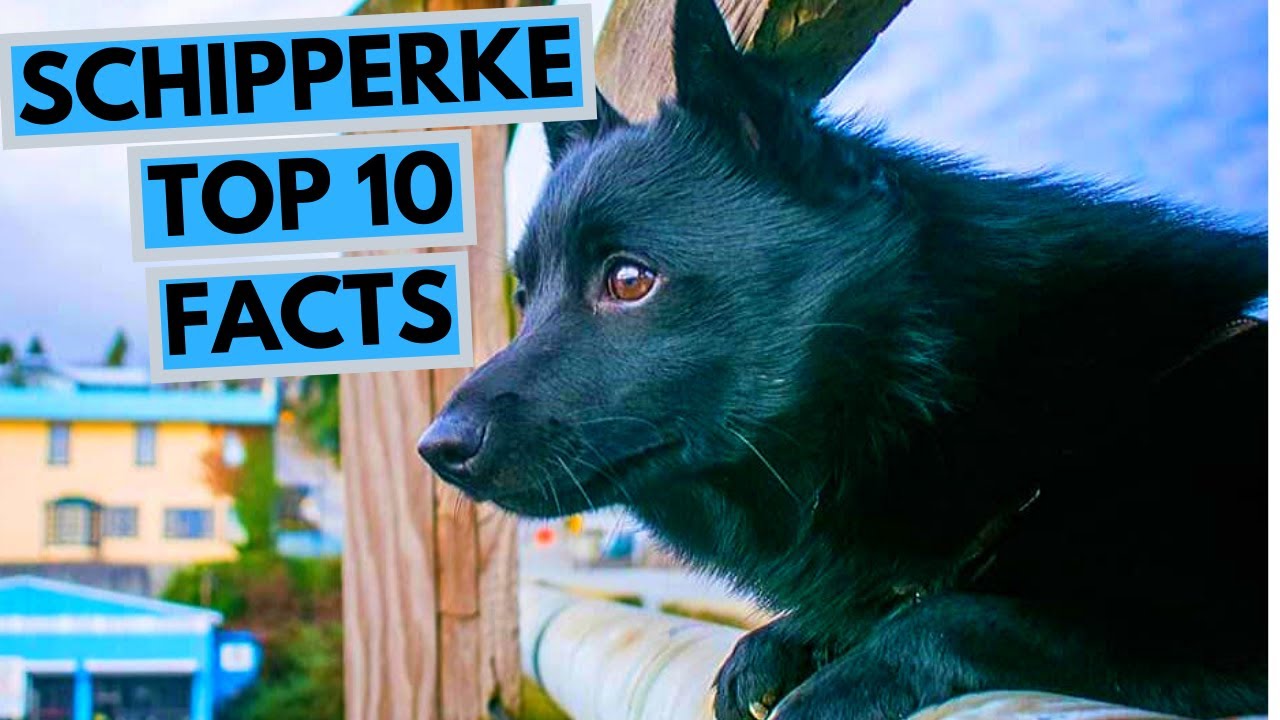 is a schipperke the right dog for you