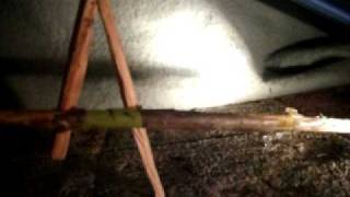 Survival Situation Split Stick Deadfall Trap