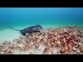 Army of crabs protect spy robot from stingray  spy in the ocean  bbc earth