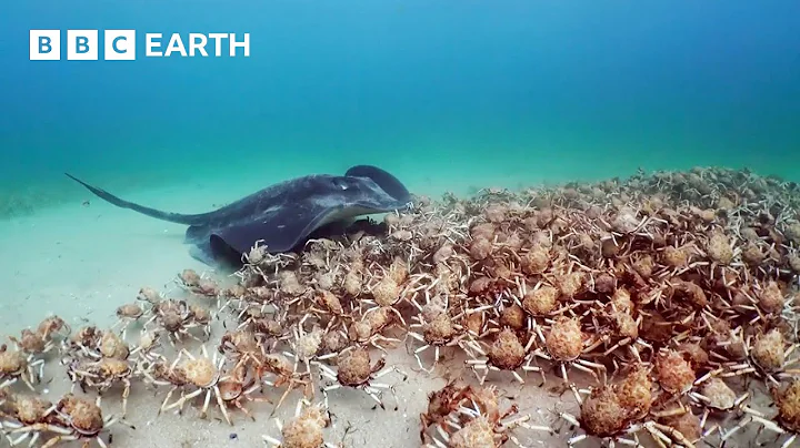 Army of Crabs Protect Spy Robot From Stingray | Spy In The Ocean | BBC Earth
