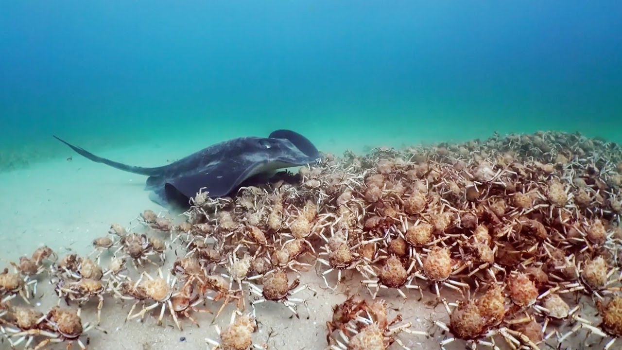 ⁣Army of Crabs Protect Spy Robot From Stingray | Spy In The Ocean | BBC Earth