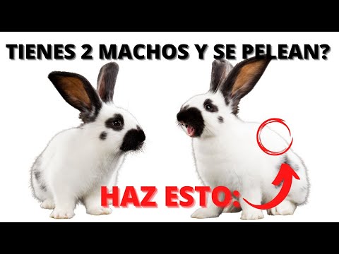 Video: ¿Cómo unir dos conejos machos?